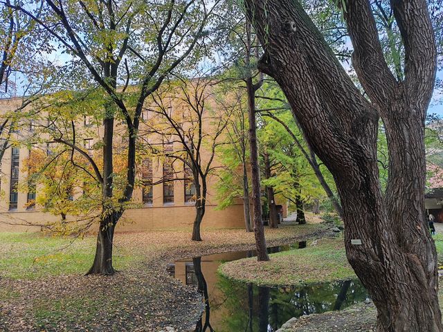 札幌北海道大學楓紅景色。