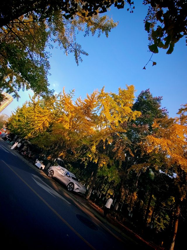 發現成都又一個銀杏打卡地。