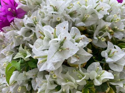 蓮花山杜鵑花展：鵬城秋日的絢爛盛宴。｜Trip.com 深圳