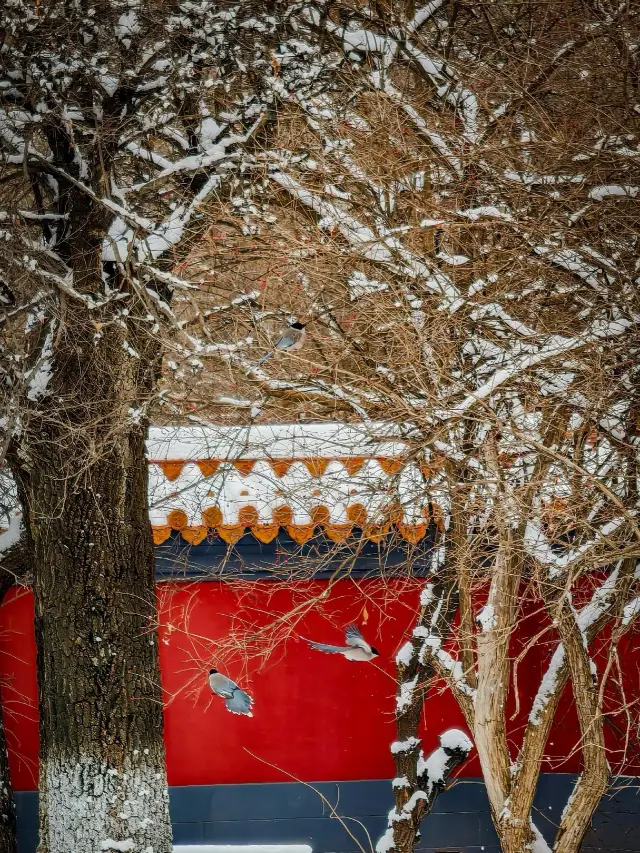 Heilongjiang Harbin | Confucian Temple • See the Confucian Temple in winter. 