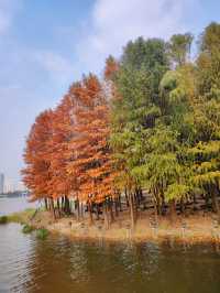 遠香湖公園此刻已是深秋！！！