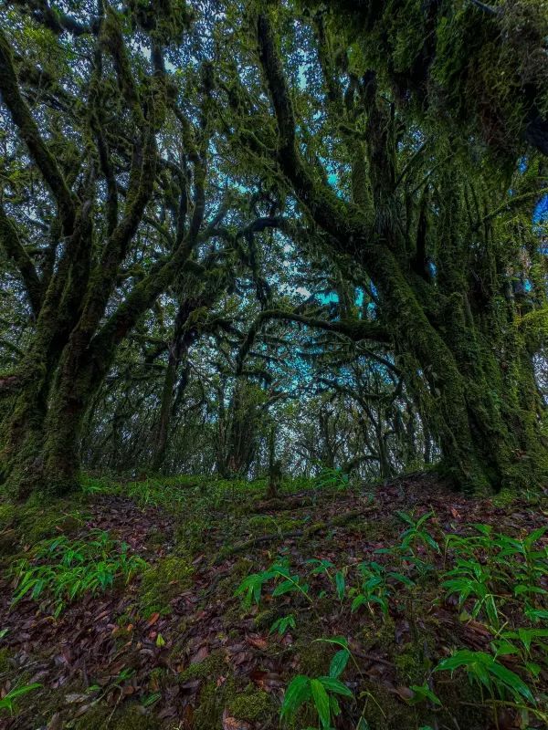 傳說中的雲南蟲谷，哀牢山原始森林