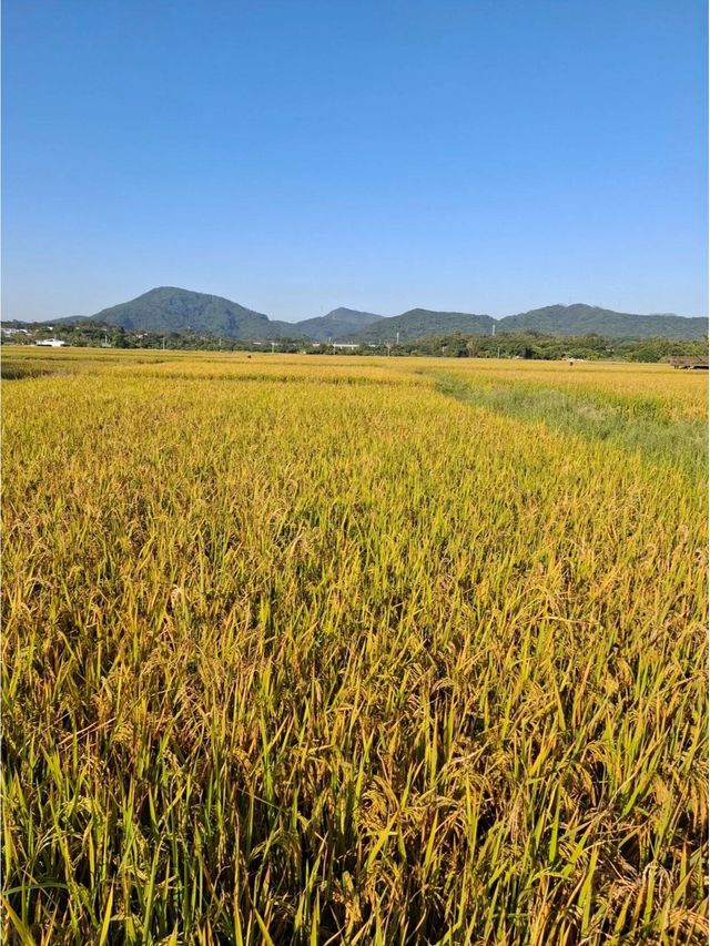 廣州野奢度假村奢享私密度假時光。