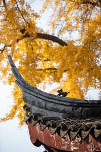 定慧寺千年銀杏：金秋禪意之美
