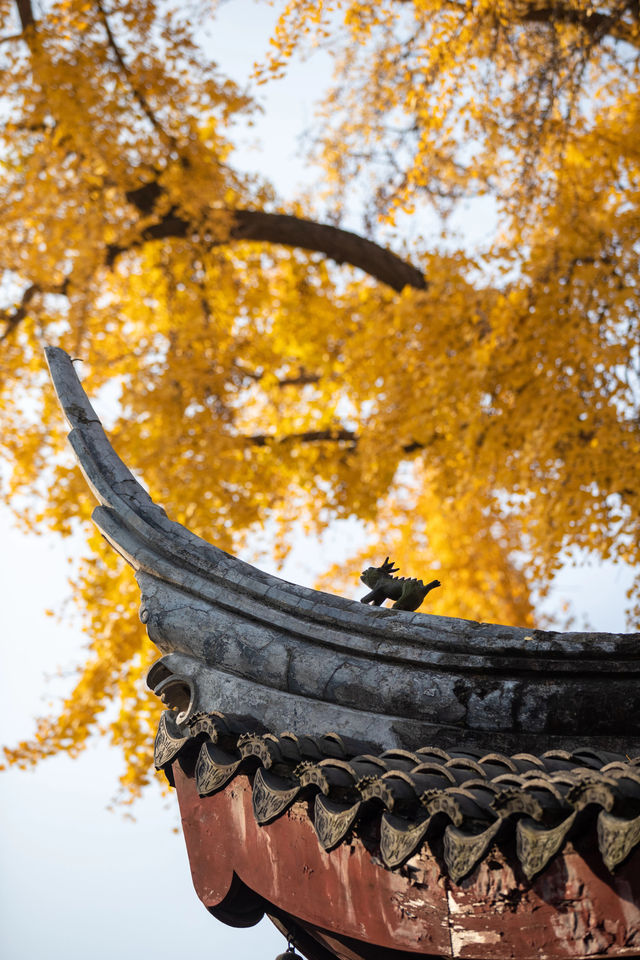 定慧寺千年銀杏：金秋禪意之美
