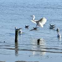 深圳一日遊 | 賞海鷗、觀「楓葉」，邂逅秋冬浪漫