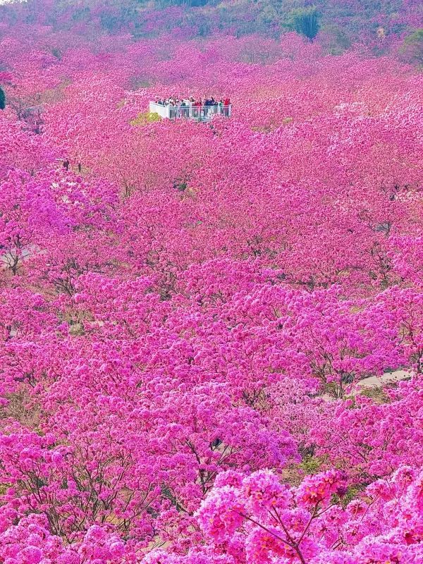 江門綠美生態園：广东最美的粉色花海❗️最佳观赏期❗️
