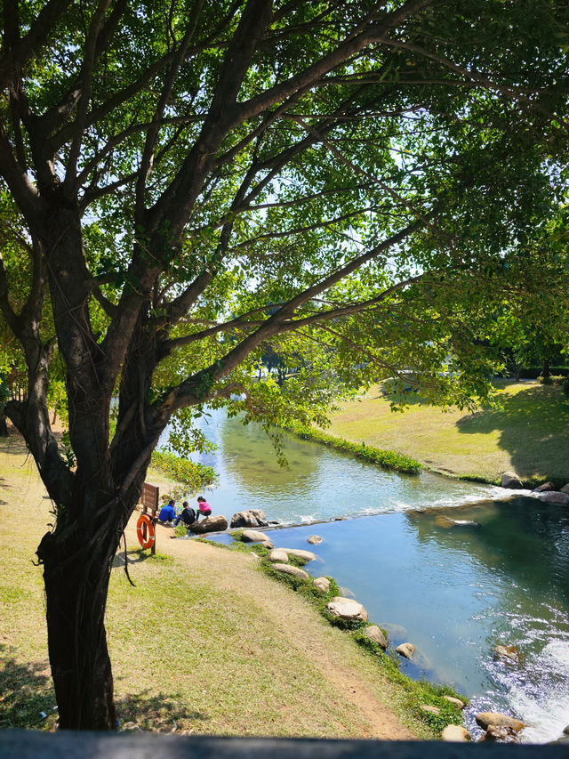 深圳好逛公園系列｜落羽杉草地和流水潺潺