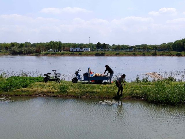 青西郊野公園遊記：探秘滬上濕地秘境