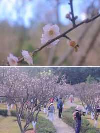深圳地鐵直達梅花園，梅花盛開攻略