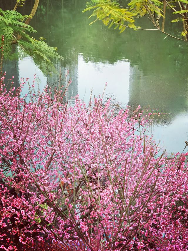 重慶踏青賞梅之彩雲湖