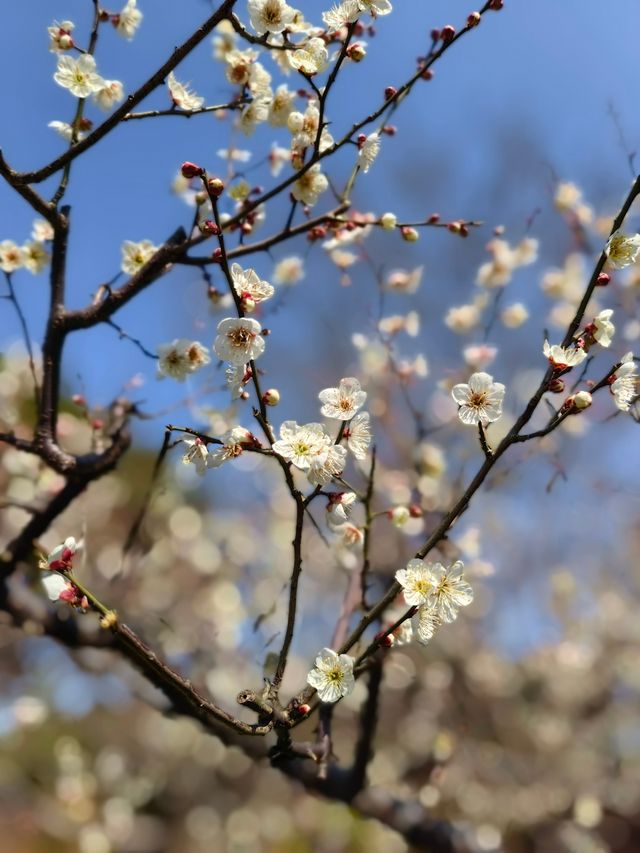 賞梅丨世紀公園