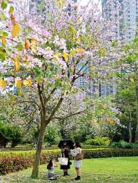 廈門南湖公園四季五彩繽紛，休閒好地方！