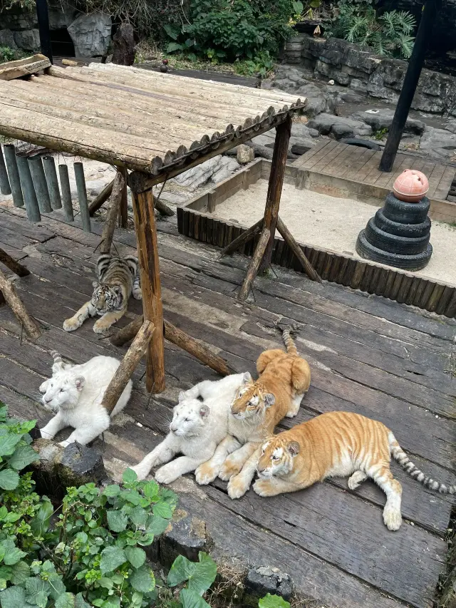 廣州－珠海5日遊超詳細攻略 玩轉雙城不踩雷