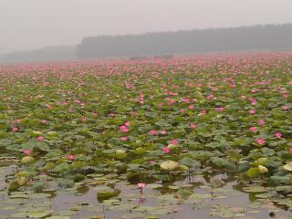 Weishan Lake Red Lotus Wetland Park