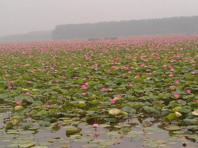 微山湖紅荷濕地公園