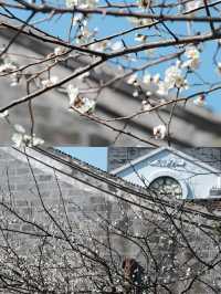 寧波賞梅一日遊‖打卡避坑攻略
