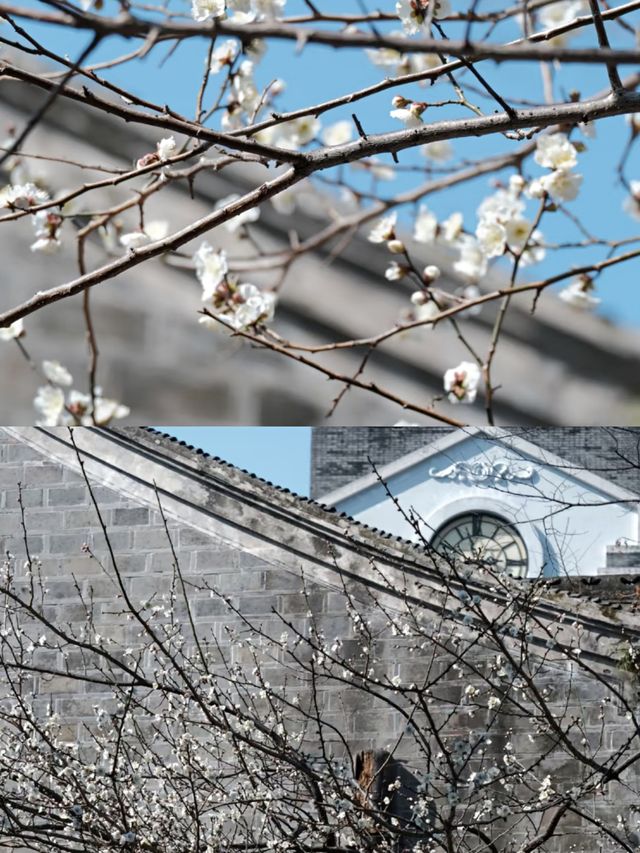 寧波賞梅一日遊‖打卡避坑攻略