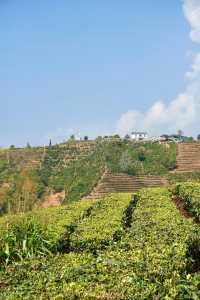 普洱茶，田園風光！