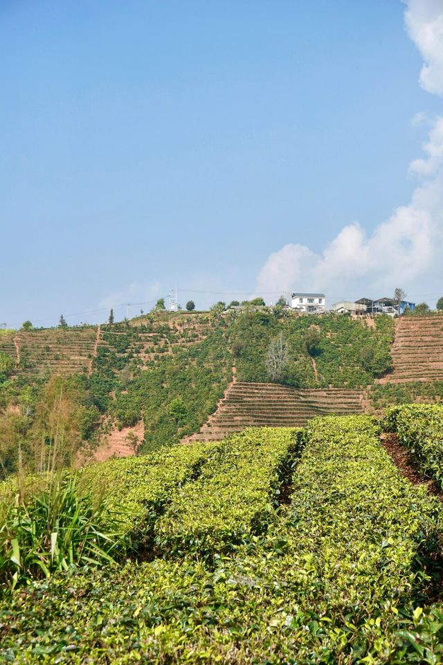 普洱茶，田園風光！