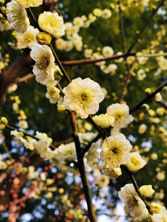 市中心雕塑公園裡的梅花都開了，準備好相機了嗎？