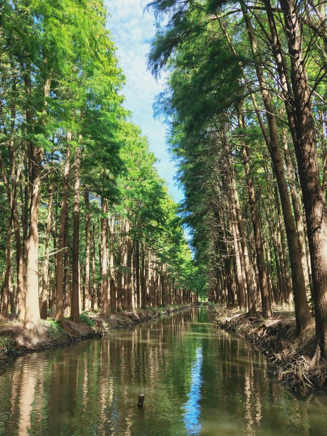 泰州的門面，李中水上森林公園攻略！