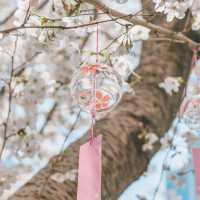 東方明珠｜四月花神🌸