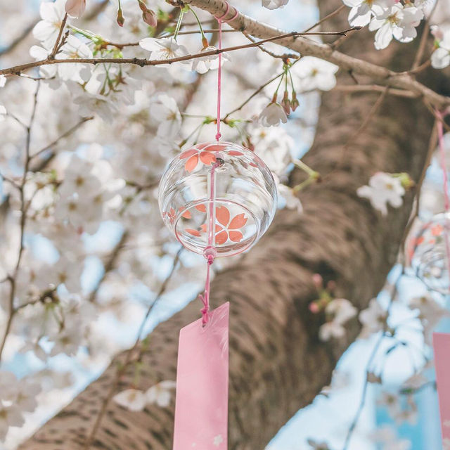東方明珠｜四月花神🌸