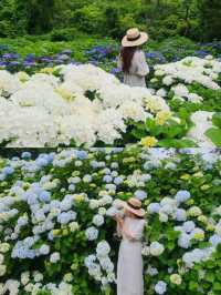 春日繡球花地圖：濟州島篇