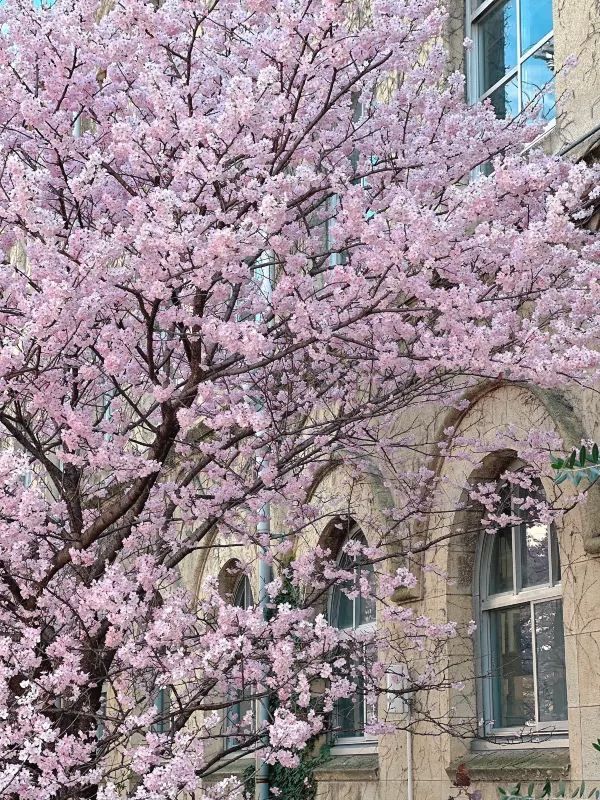 京都で楽しむ早春の桜