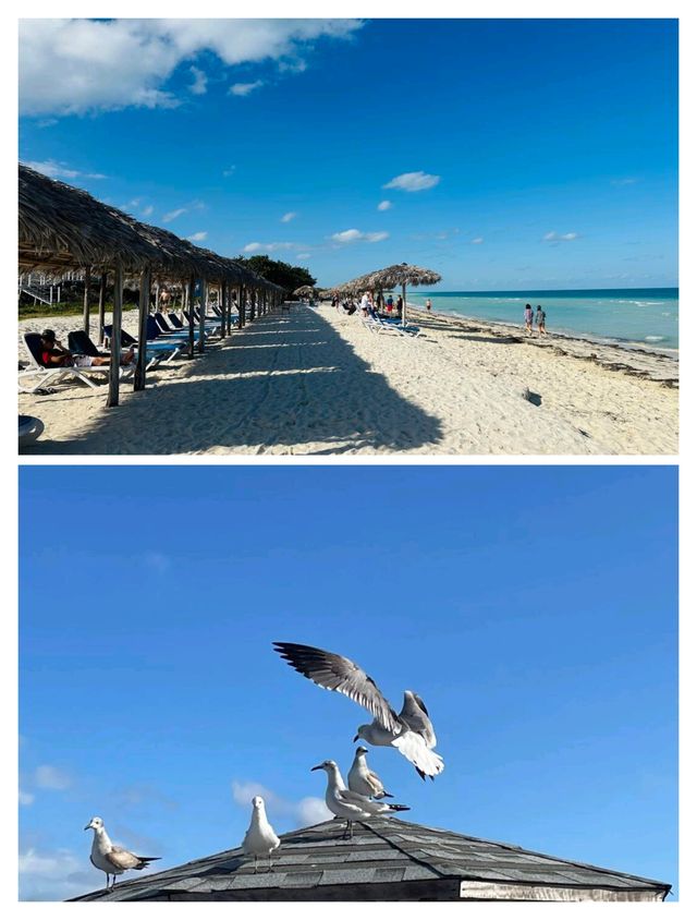 人均700加幣暢玩夢幻海島攻略