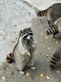 Exploring Shanghai Wildlife Park: A Perfect Day for Photography