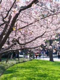 3.18櫻花實況｜我讚一萬遍，不如你來看一眼