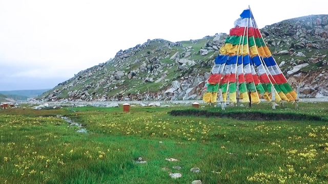 甘南美仁大草原｜堪稱「高原上的碧玉絨毯」