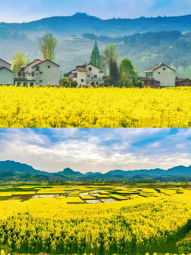 2025漢中油菜花⑨大觀花點攻略（含拍照指南）