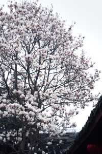 預測下一個爆紅的地方