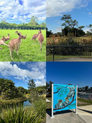 A Cute Koala Encounter｜Australia Koala-Themed Travel Guide
