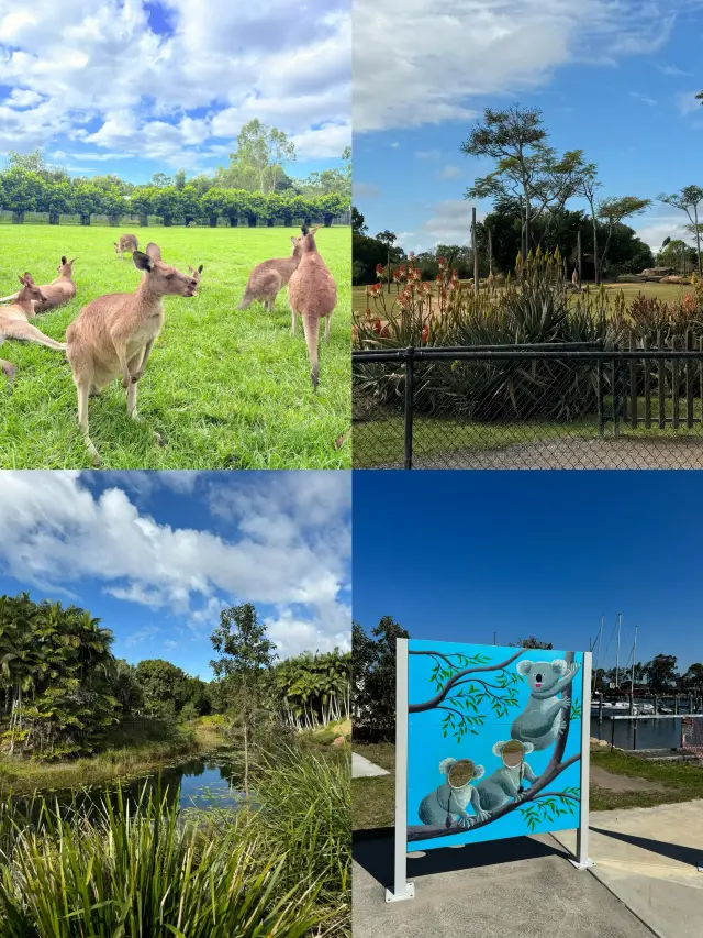 A Cute Koala Encounter|Australia Koala-Themed Travel Guide