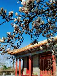 不走回頭路 普渡寺太廟中山公園玉蘭賞花路線