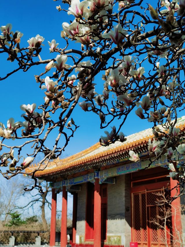 不走回頭路 普渡寺太廟中山公園玉蘭賞花路線