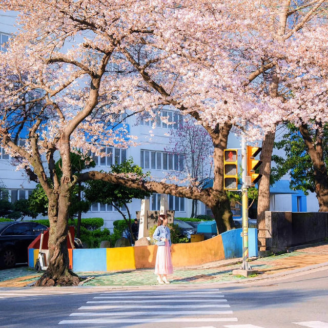 🌸 【釜山必去】南川洞櫻花路超全攻略！私藏拍照點+路線+美食*