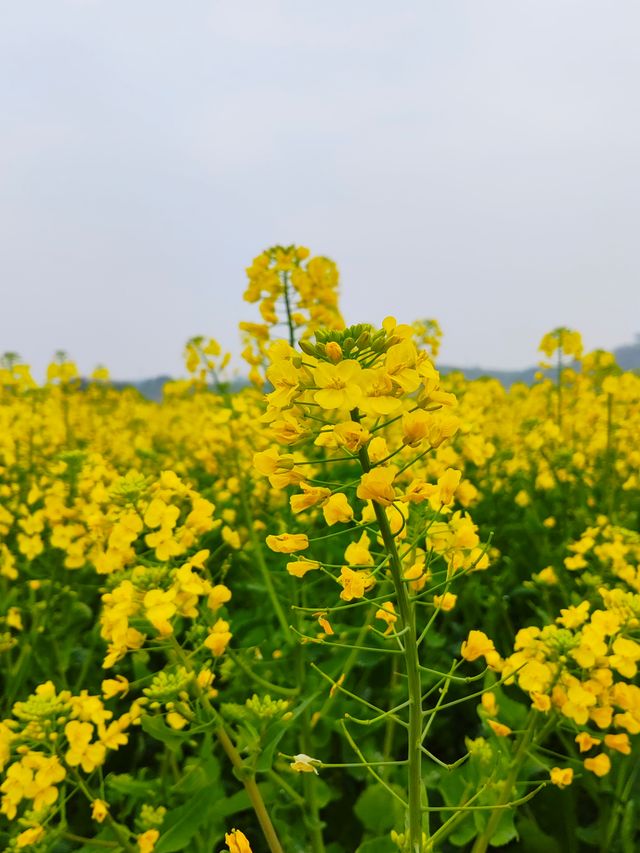 重慶墊江萬畝油菜花田