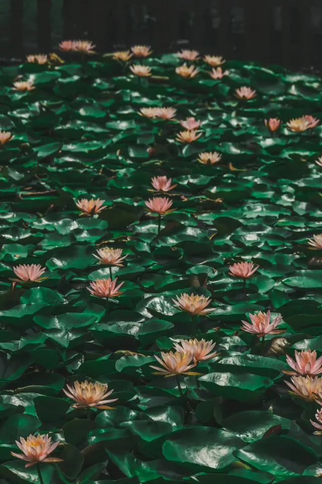 杭州賞荷花，別錯過這個莫奈花園