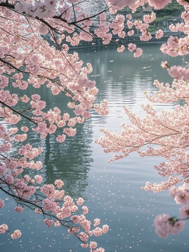 🌸東京上野公園の雲端櫻花季｜避開人潮的絕美打卡攻略🔥