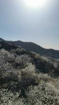 青島櫻花節賞花攻略：春日青島，粉白晚霞的童話世界。