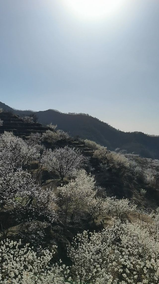 青島櫻花節賞花攻略：春日青島，粉白晚霞的童話世界。
