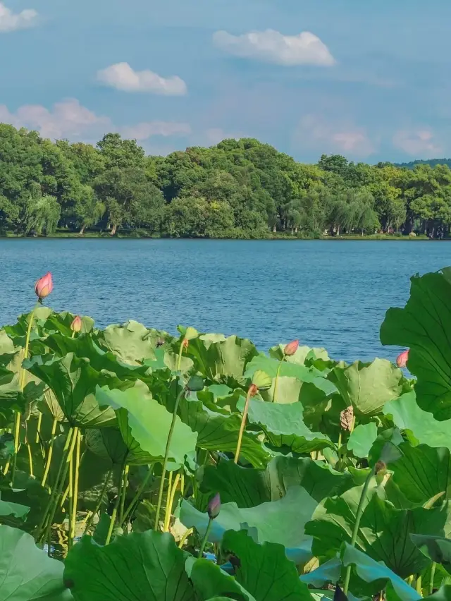 抬頭一望，擁有整個夏天！