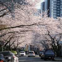 藏不住啦！溫泉山公園櫻花美出圈🌸