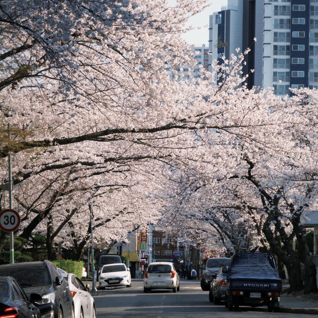藏不住啦！溫泉山公園櫻花美出圈🌸
