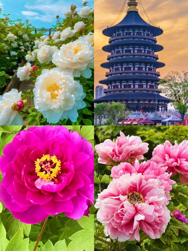 在洛陽玩了幾天，我的消費觀崩塌了。